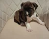 Staffordshire Bull Terrier