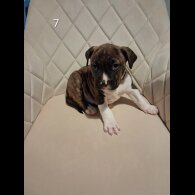 Staffordshire Bull Terrier