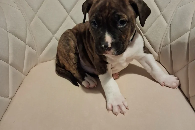 Staffordshire Bull Terrier