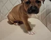 Staffordshire Bull Terrier