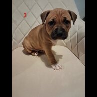 Staffordshire Bull Terrier