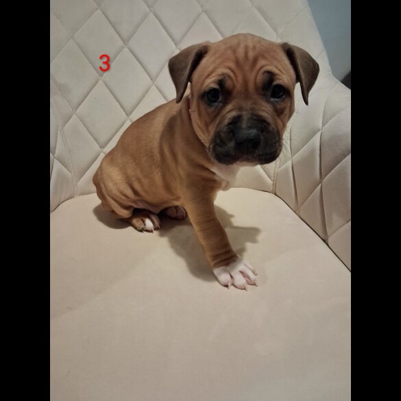 Staffordshire Bull Terrier