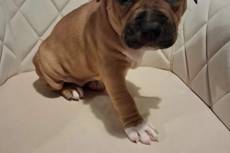 Staffordshire Bull Terrier