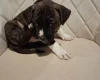 Staffordshire Bull Terrier