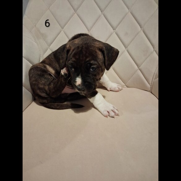 Staffordshire Bull Terrier