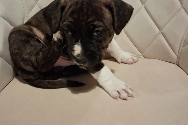 Staffordshire Bull Terrier