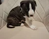 Staffordshire Bull Terrier