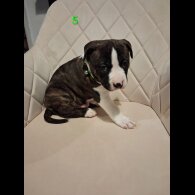 Staffordshire Bull Terrier