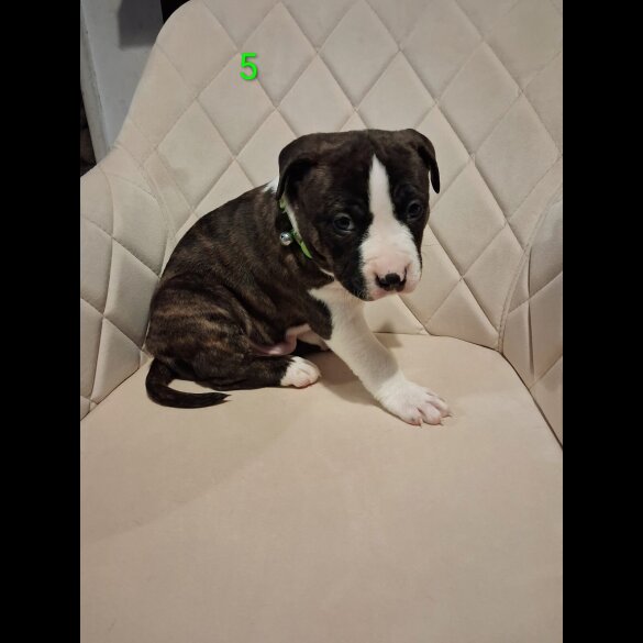 Staffordshire Bull Terrier