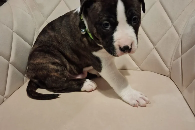 Staffordshire Bull Terrier