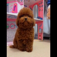 Toy Poodle