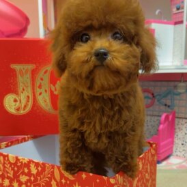 Toy Poodle