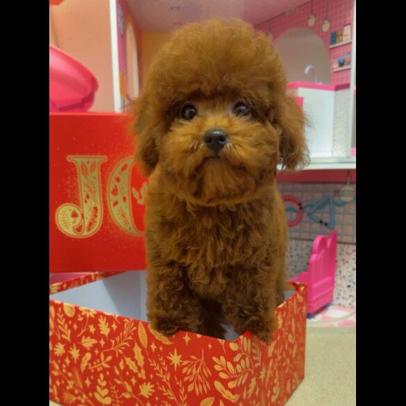 Toy Poodle