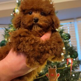 Toy Poodle