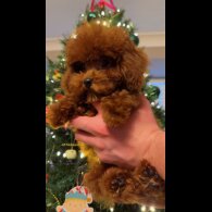 Toy Poodle