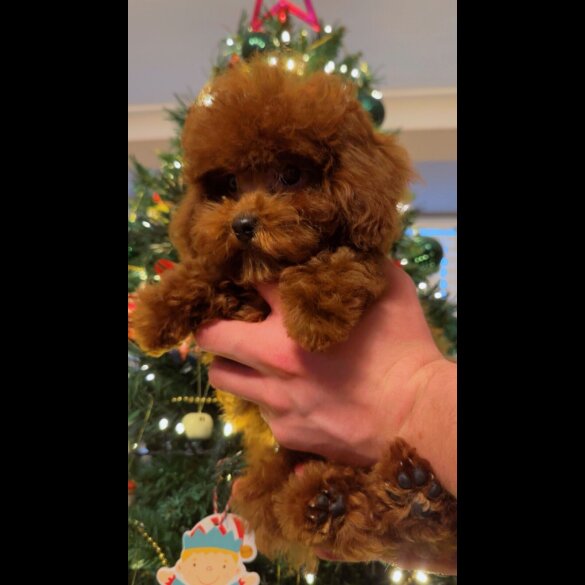Toy Poodle