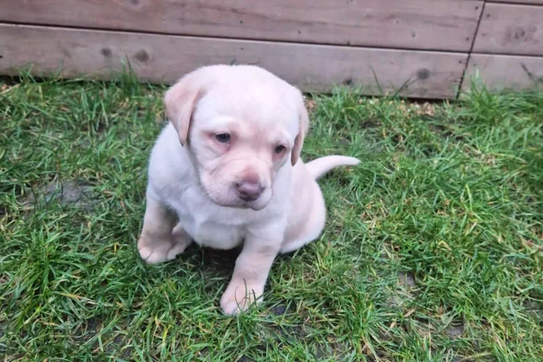 Labrador Retriever