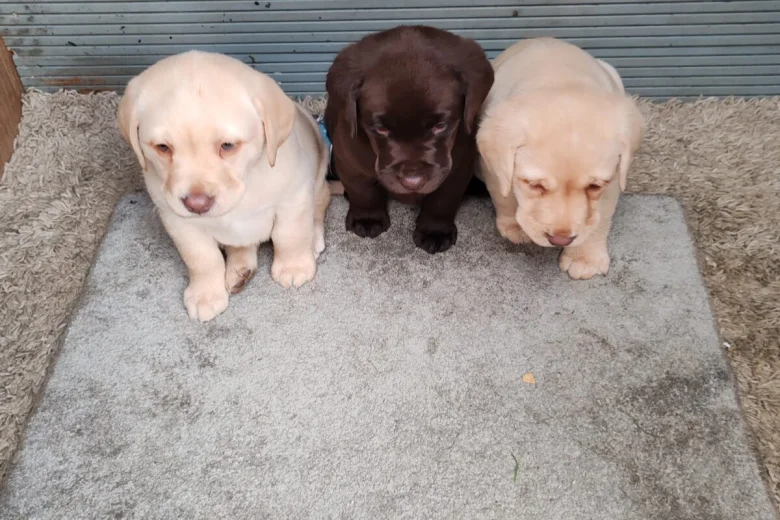 Labrador Retriever