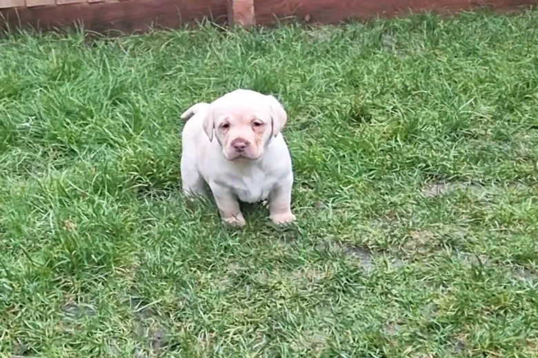 Labrador Retriever