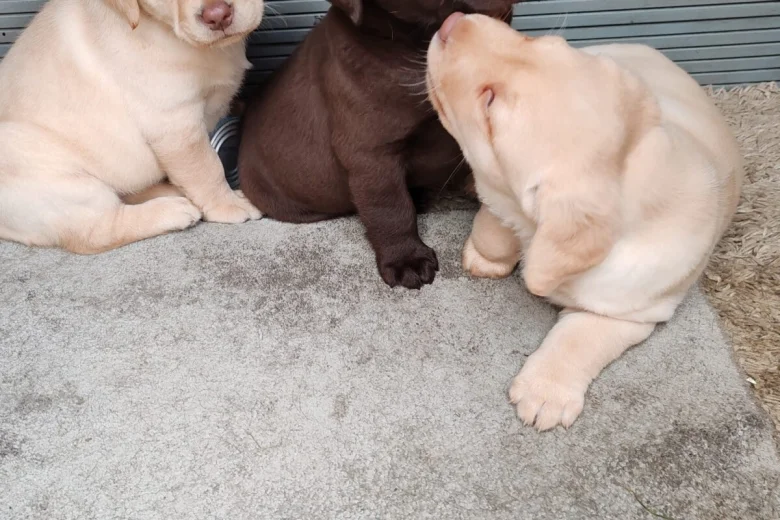 Labrador Retriever