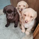 Labrador Retriever