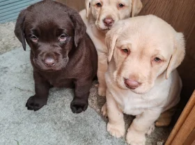Labrador Retriever