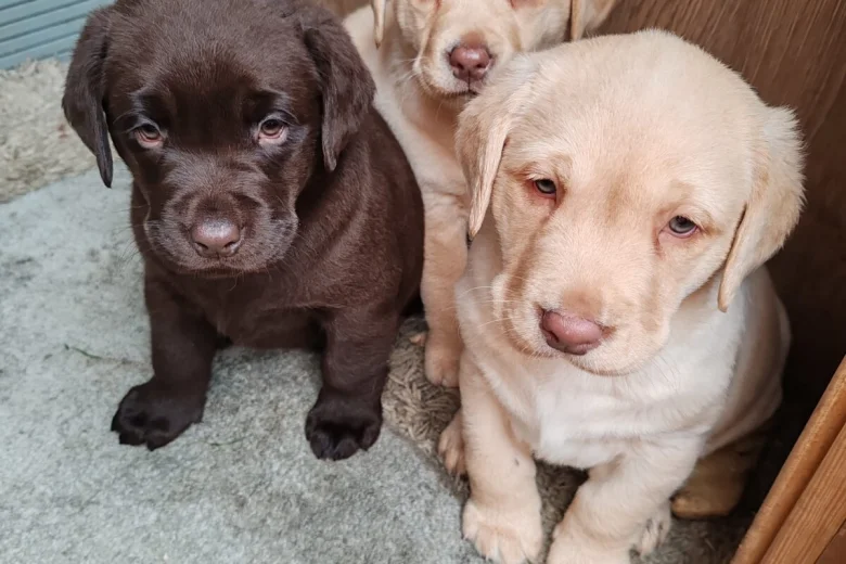 Labrador Retriever