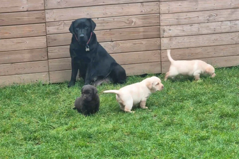 Labrador Retriever
