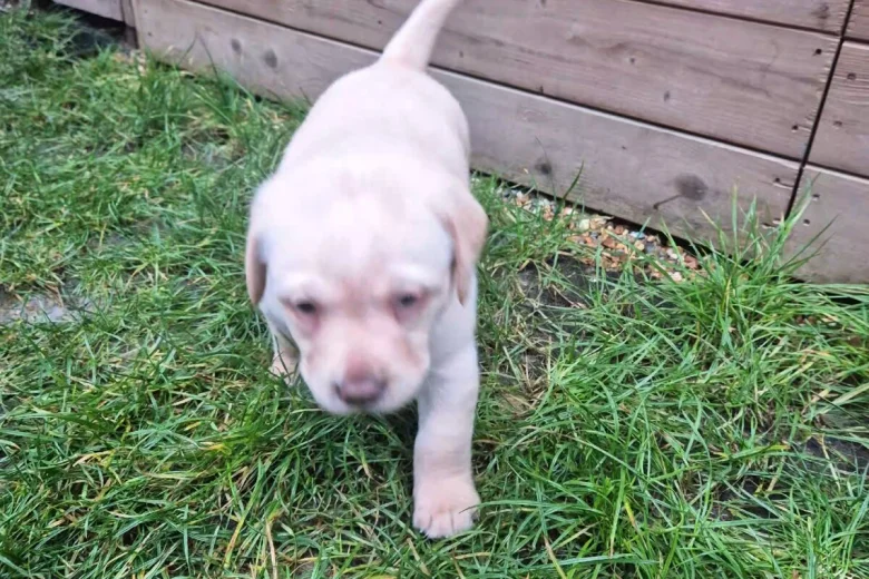 Labrador Retriever