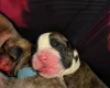 Boxer