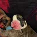 Boxer