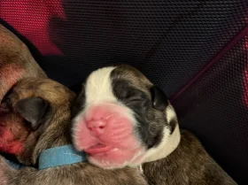 Boxer
