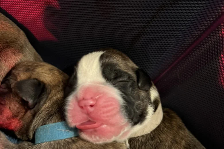 Boxer