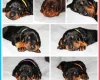Doberman