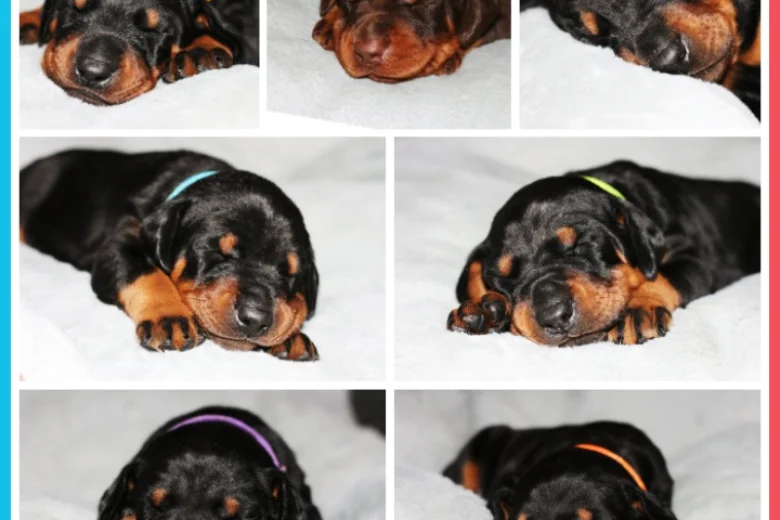 Doberman