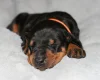 Doberman