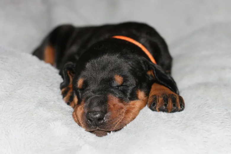 Doberman