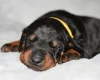 Doberman