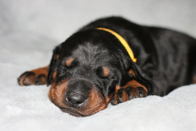 Doberman