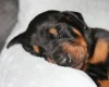 Doberman