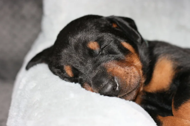Doberman