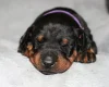 Doberman