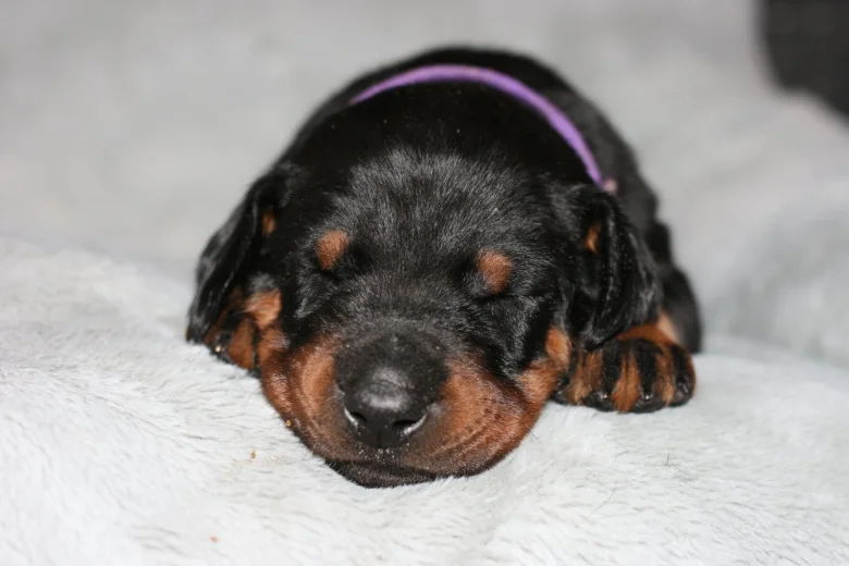 Doberman