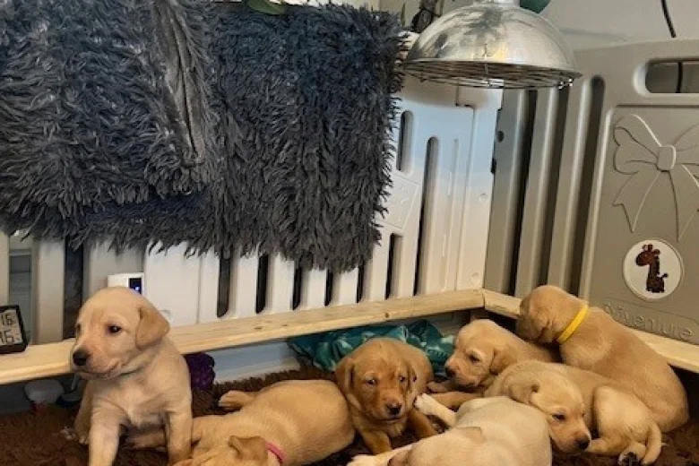 Labrador Retriever