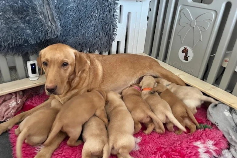 Labrador Retriever