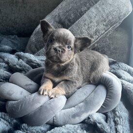 French Bulldog