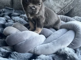 French Bulldog