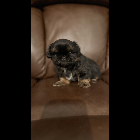 Shih Tzu
