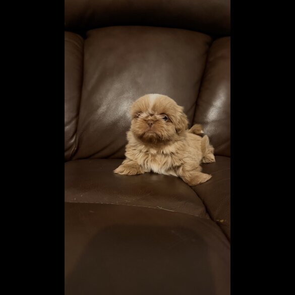 Shih Tzu