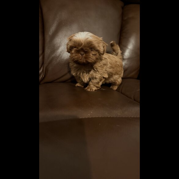 Shih Tzu